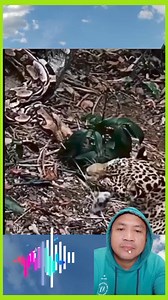 JAGUAR VS PYTHON #reactionvideo #reaction #jaguar #Python #wildlife #wild #everyone #fbreels #reelsvideo DISCLAIMER: I hereby declare that i do not own the right to this video.All rights belong to the owner .No Copyrights Infringement Intended💯✔️ This video is purely for entertainment purposes only💯✔️ Sec.107 of copyright Act.1979 allow these materials for fair use.💯✔️ | Rey Aboabo Dela Peña