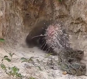 379K views · 1.9K reactions | Hedgehog attacks the big python | Amazing Snake Life | Facebook