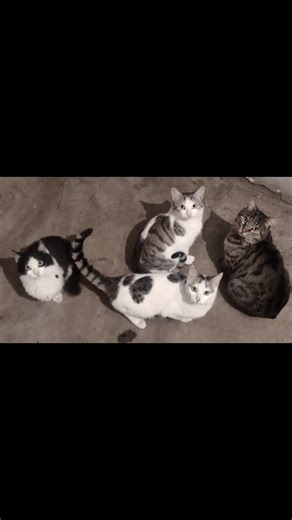 #313elvin #tomjerry #jerri #tom #kedi