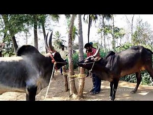 Bull mating | kangeyam Bull | kangeyam cow | animal love 💕