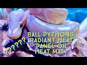 Ball Python Care: Radiant Heat Panel or Heat Mat?? A beginners experience with Ball Python Heating.