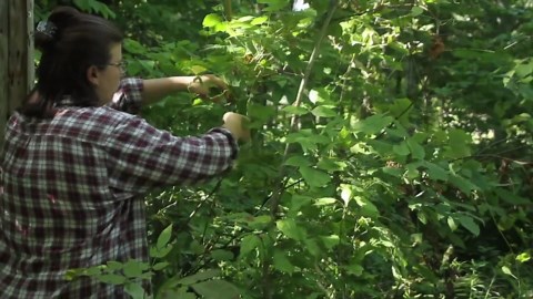Foraged Fall Wreath DIY: Natural Decor From Your Own Yard