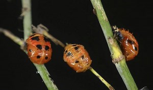 A ladybug life cycle time lapse