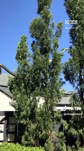 Monster 5m python jumps from roof to tree . . . #snake #straya #wildlife #fear