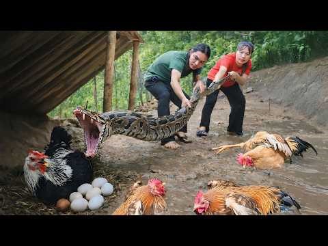 150 Days on the Farm: Giant Python Attacks Chickens, Python Caught, Pigs Taken to Market for Sale