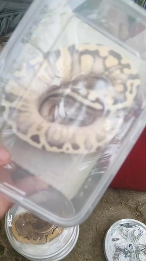 Ball python collections #ballpythondiaries #ballpythonphilippines