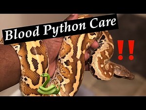 Blood Python Care | Care Video Series | P. Brongersmai