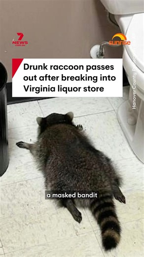 A raccoon has become drunk and passed out after breaking into a liquor store in Virginia in the US. The masked bandit was found a little worse for wear, according to one of the officers who responded to the call. #raccoon #robbery #liquorstore #animals #virginia