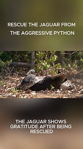 Rescue the jaguar from the aggressive python | TV -