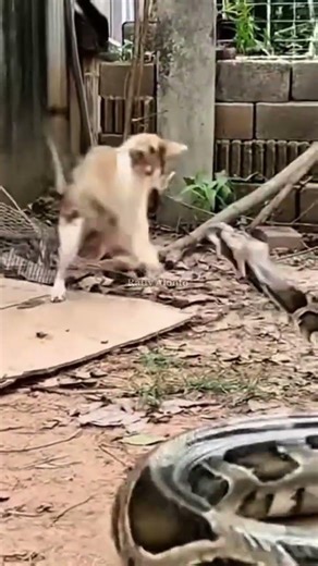 Python Defeated by Cat 😱 #cat #snake