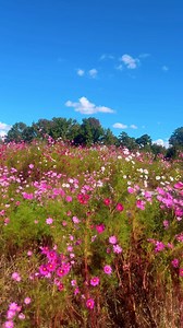 96 reactions · 10 comments | You guys! These blooms are just exploding in the fields!! It’s insanely beautiful!! #wildflowers #cosmos #flowerfield #octoberblooms #photography #chesapeakeva #backyardwildflowerpatch | Backyard Wildflower Patch | Facebook