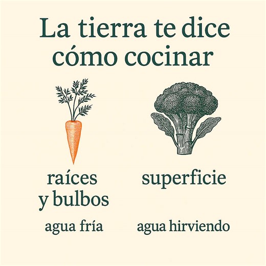 🌱 La tierra te dice cómo cocinar En la cocina, nada es casualidad. Cada alimento trae escrita su propia lógica, solo hay que aprender a leerla. Las raíces y bulbos —patatas, zanahorias, nabos, cebollas— viven bajo tierra, protegidos y acostumbrados a cambios de temperatura lentos. Por eso, cuando los cocemos, agradecen empezar en agua fría. El calor sube poco a poco, penetra hasta el centro y la cocción queda uniforme, sin pieles que se rompen ni centros duros. En cambio, todo lo que crece sobr