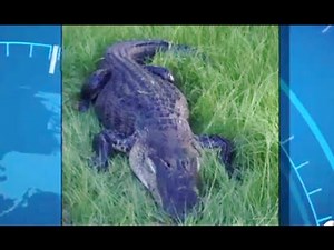 Alligator Attacks Man in Florida