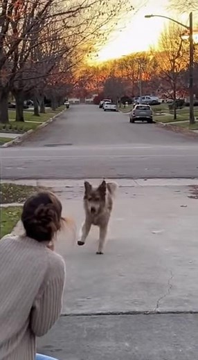 Emotional Reunion: Dog Returns Home After Years Lost 🐶💔➡️❤️