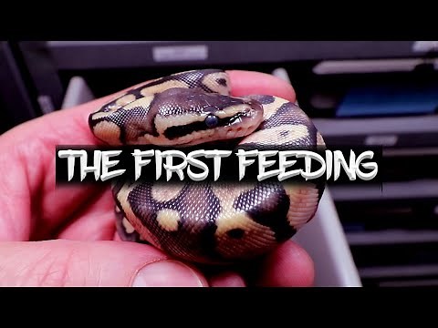 Feeding Ball Python Hatchlings (First Time After Hatching)!