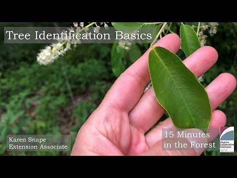 Fifteen Minutes in the Forest: Tree Identification Basics