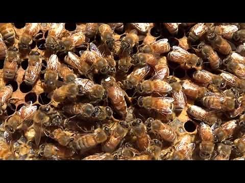 Honey Bee Queen Laying Eggs