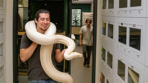 Nervous Python Strikes Its Handler! Intense Moment of Panic and Action!