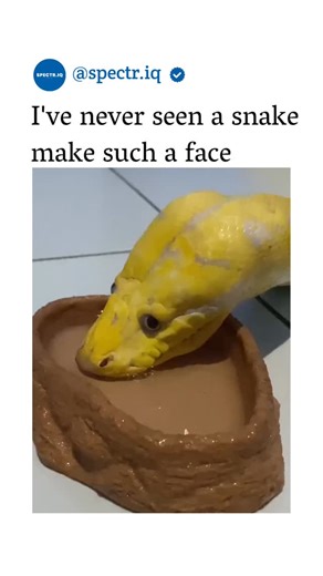 spectr.iq on Instagram: "The video captures a yellow morph ball python's comical drinking attempt, with its mouth agape and eyes wide, mimicking a surprised human face and sparking laughter among 13,000+ likers. Shared by @AMAZlNGNATURE , known for viral animal behaviours, this highlights juvenile ball pythons' habit of dunking faces in water bowls while learning to drink, a phase often outgrown. While snakes lack expressive facial muscles, these clips educate on their tongue-flicking hydration 