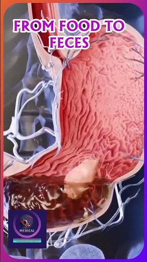 From Food to Feces -The Digestive Journey