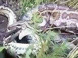 Amazing video of a giant python swallowing a jackal whole