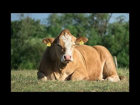 Cow Sound Effect - Animal Sounds for Kids