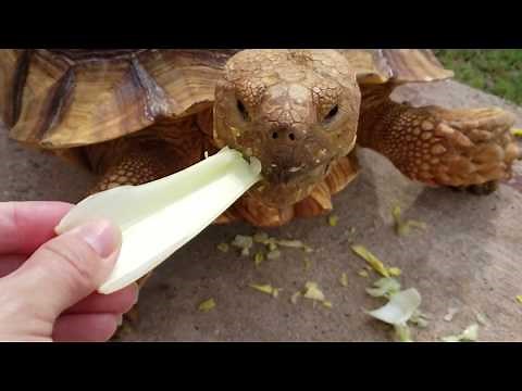 Funny Turtles Think They're Humans | Try Not to Laugh Challenge