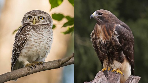 Hawks vs Owls: A Face-Off Between Two Powerful Birds