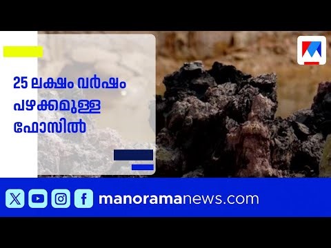 രണ്ടര ദശലക്ഷം വർഷം പഴക്കമുള്ള ഫോസിൽ; ദേശീയപാത നിർമ്മാണത്തിനിടെ നിർണായക കണ്ടെത്തൽ ​| Kasaragod