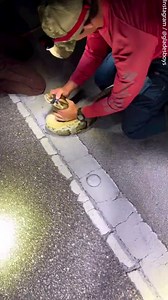 Snake hunters wrangle largest python ever captured in the US