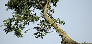 Creating Beautifully Merged Photogrammetry Trees with SpeedTree - ArtStation Magazine