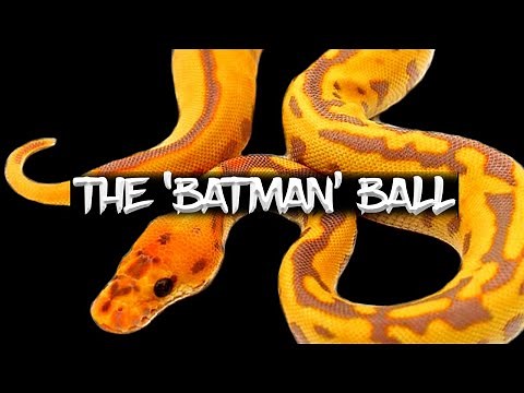 The 'Batman' Ball Python