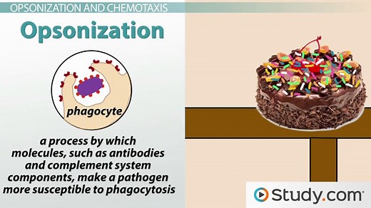 Complement System | Definition, Function & Proteins