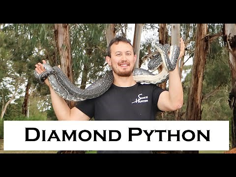 Australian Diamond Python (Morelia spilota) - Diamond Python in Australia