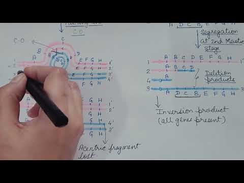 INVERSION (Chromosomal Aberration Part- 2). Genetics.