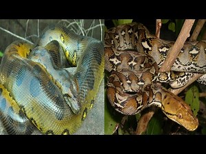 Green Anaconda & Reticulated Python - The Differences