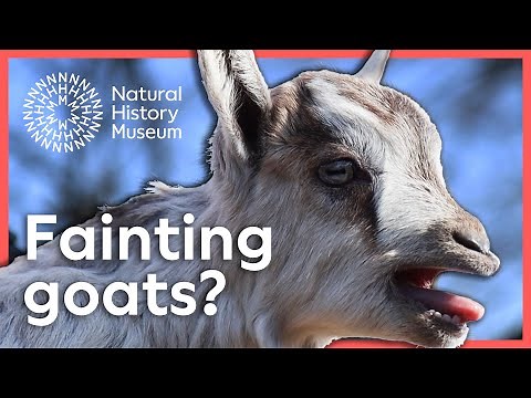 Do goats really scream and faint? | Surprising Science