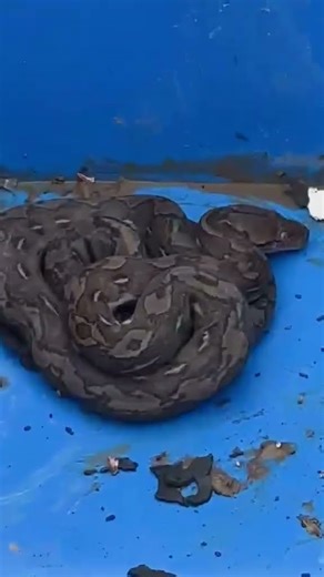 python inside storage box