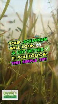 Your Aquarium Will Look Better If You Follow This 1 Simple Tip