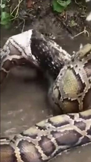 Ultimate Predator Showdown || Python Takes on Crocodile!