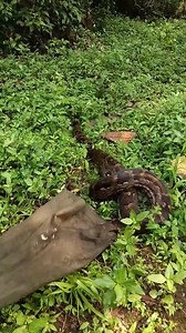 Vishant Naik rescues an Indian Rock python from Dhangar Wada Keri Sattari . . . #Viral | In Goa 24x7