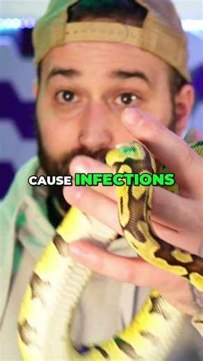 Ball Python Humidity: Debunking the Myth for Healthy Snakes #shorts