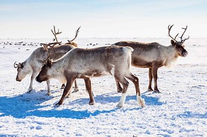 The Many Facts You Can Learn From Reindeer Poop