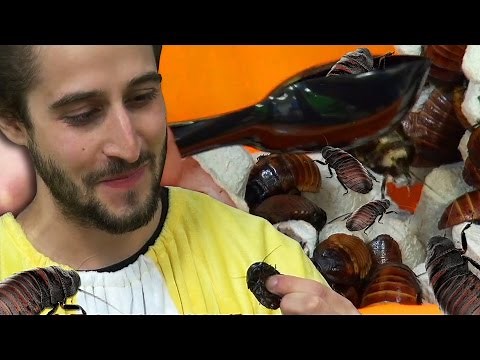 EATING a LIVE COCKROACH