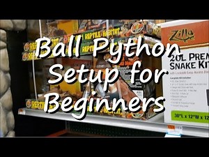 Ball Python: Setup an enclosure for you new ball python