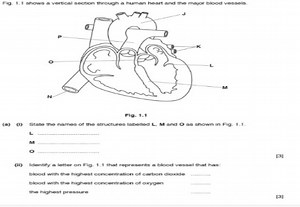 Fig. 1.1 shows a vertical section through a human heart and the... | Filo