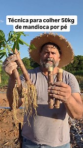 2M views · 80K reactions | Adubação de plantio use 200gr de calcário e 120gr de 04-18-18 por cova. Faça o anelamento na maniva como no vídeo. Vem comigo. #campo #agro #roça #plantas #interior #agricultura | O Agronomo Vera Isnael Nonato | Facebook