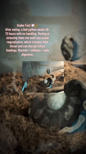 Ball Python Care: Post-Feeding Best Practices