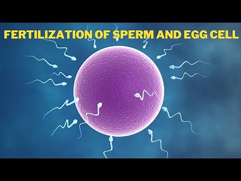 Fertilization of Egg and Sperm in Human | How Sperm Meets an Egg to Fertilize | #biology #cell #dna
