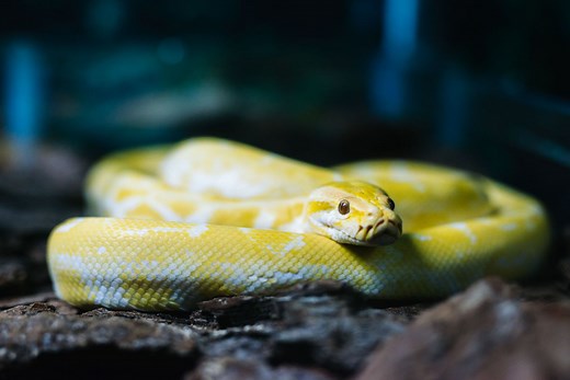 What Types of Snakes Make the Most Popular Pets?